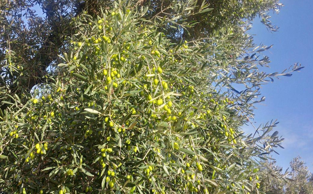 Masseria Don Sante ファザーノ エクステリア 写真