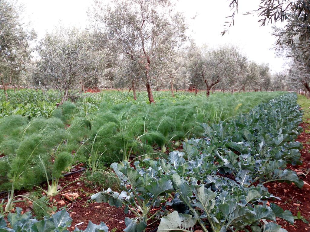 Masseria Don Sante ファザーノ エクステリア 写真