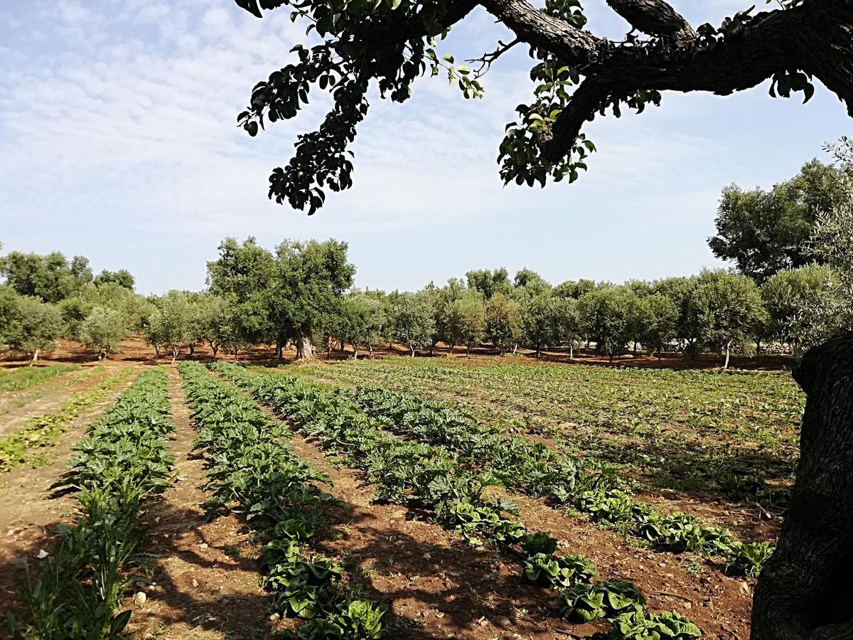 Masseria Don Sante ファザーノ エクステリア 写真